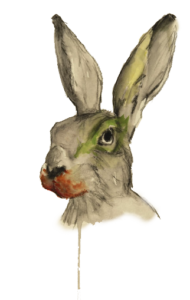 Bandeau-nwsltr-lapin