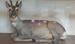 Edi-Dubien-Musee-de-la-nature-et-de-la-chasse-s-eclairer-sans-fin-decembre2024-0
